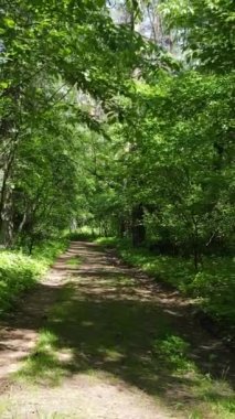 Gündüz vakti ağaçlı yeşil bir ormanın dikey videosu, yavaş çekim