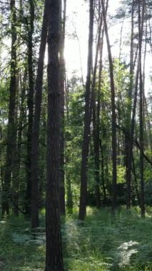 Gündüz vakti ağaçlı yeşil bir ormanın dikey videosu, yavaş çekim