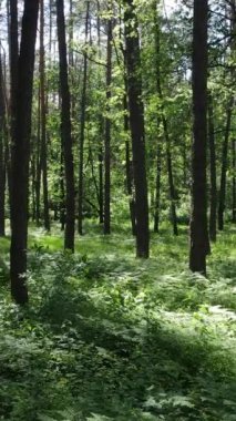 Gündüz vakti ağaçlı yeşil bir ormanın dikey videosu, yavaş çekim