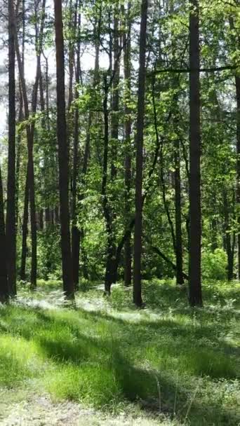 Video verticale di una foresta verde estiva con alberi durante il giorno, rallentatore — Video Stock