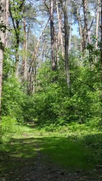 Függőleges videó egy nyári zöld erdő fák a nap folyamán, lassított felvétel — Stock videók