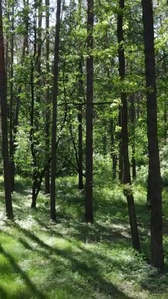 Vídeo vertical de uma floresta verde de verão com árvores durante o dia, câmera lenta — Vídeo de Stock