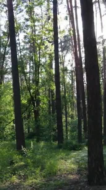 Vídeo vertical de un bosque verde de verano con árboles durante el día, cámara lenta — Vídeos de Stock