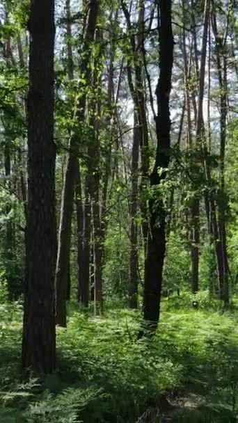 Video verticale di una foresta verde estiva con alberi durante il giorno, rallentatore — Video Stock