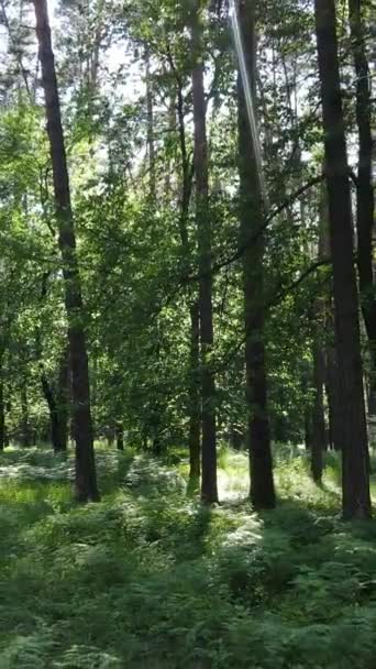 Vídeo vertical de un bosque verde de verano con árboles durante el día, cámara lenta — Vídeos de Stock