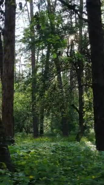 Vertikales Video eines sommergrünen Waldes mit Bäumen am Tag, Zeitlupe — Stockvideo