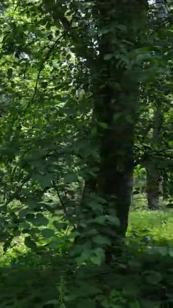 Vídeo vertical de uma floresta verde de verão com árvores durante o dia, câmera lenta — Vídeo de Stock