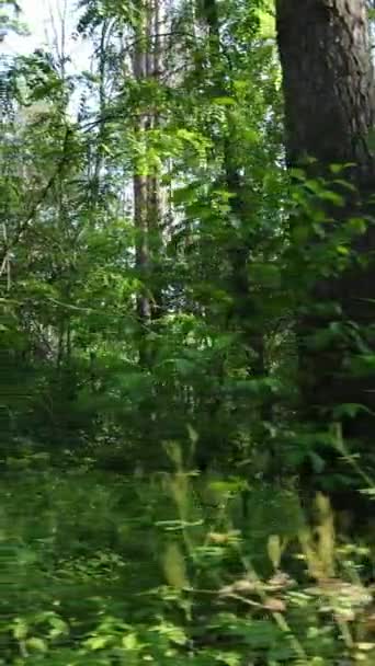 Video verticale di una foresta verde estiva con alberi durante il giorno, rallentatore — Video Stock