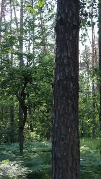 Vídeo vertical de uma floresta verde de verão com árvores durante o dia, câmera lenta — Vídeo de Stock