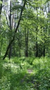 Gündüz vakti ağaçlı yeşil bir ormanın dikey videosu, yavaş çekim