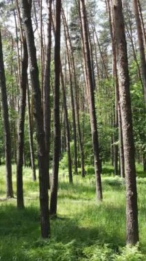 Gündüz vakti ağaçlı yeşil bir ormanın dikey videosu, yavaş çekim