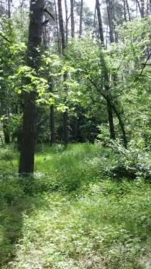 Gündüz vakti ağaçlı yeşil bir ormanın dikey videosu, yavaş çekim