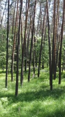 Gündüz vakti ağaçlı yeşil bir ormanın dikey videosu, yavaş çekim