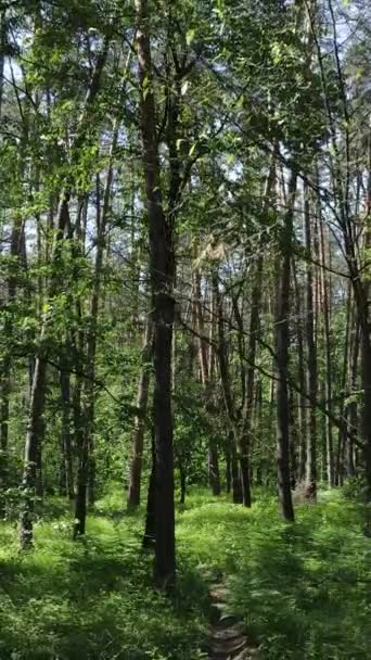 Vídeo vertical de uma floresta verde de verão com árvores durante o dia, câmera lenta — Vídeo de Stock