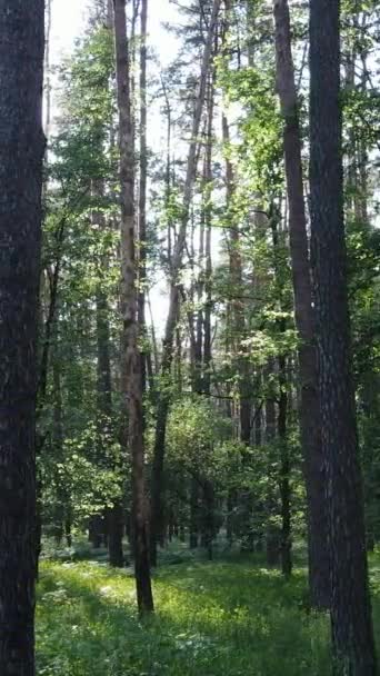 Vídeo vertical de uma floresta verde de verão com árvores durante o dia, câmera lenta — Vídeo de Stock