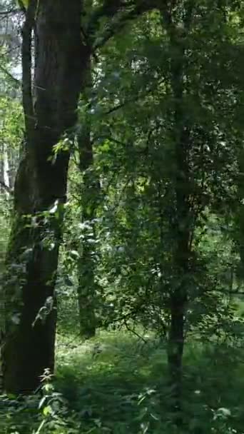 Vídeo vertical de uma floresta verde de verão com árvores durante o dia, câmera lenta — Vídeo de Stock