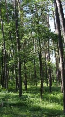 Gündüz vakti ağaçlı yeşil bir ormanın dikey videosu, yavaş çekim