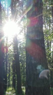 Gündüz vakti ağaçlı yeşil bir ormanın dikey videosu, yavaş çekim