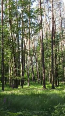 Gündüz vakti ağaçlı yeşil bir ormanın dikey videosu, yavaş çekim