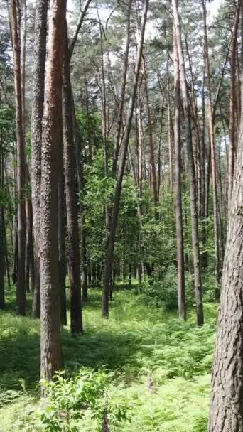 Vídeo vertical de un bosque verde de verano con árboles durante el día, cámara lenta — Vídeo de stock