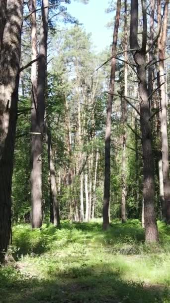 Vídeo vertical de uma floresta verde de verão com árvores durante o dia, câmera lenta — Vídeo de Stock