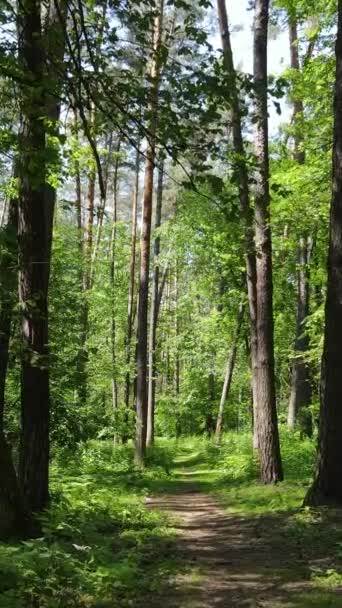 Vídeo vertical de un bosque verde de verano con árboles durante el día, cámara lenta — Vídeo de stock