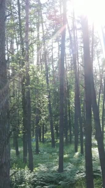 Verticale video van een zomer groen bos met bomen gedurende de dag, slow motion — Stockvideo