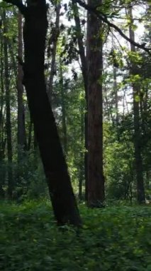 Gündüz vakti ağaçlı yeşil bir ormanın dikey videosu, yavaş çekim