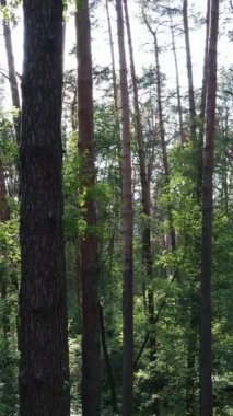 Gündüz vakti ağaçlı yeşil bir ormanın dikey videosu, yavaş çekim