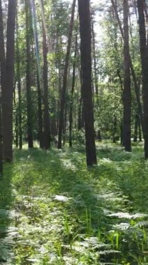 Gündüz vakti ağaçlı yeşil bir ormanın dikey videosu, yavaş çekim