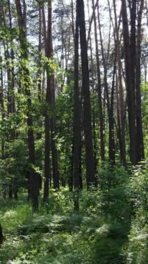 Gündüz vakti ağaçlı yeşil bir ormanın dikey videosu, yavaş çekim