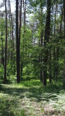 Gündüz vakti ağaçlı yeşil bir ormanın dikey videosu, yavaş çekim