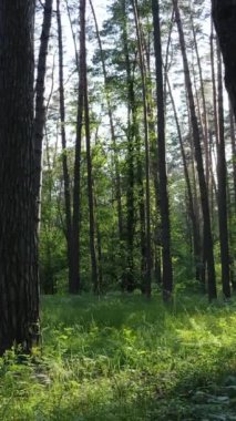 Gündüz vakti ağaçlı yeşil bir ormanın dikey videosu, yavaş çekim
