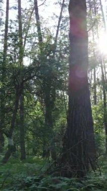 Gündüz vakti ağaçlı yeşil bir ormanın dikey videosu, yavaş çekim