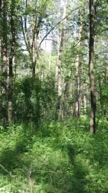 Gündüz vakti ağaçlı yeşil bir ormanın dikey videosu, yavaş çekim