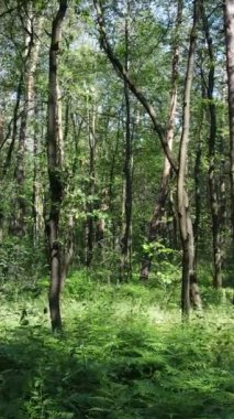 Gündüz vakti ağaçlı yeşil bir ormanın dikey videosu, yavaş çekim