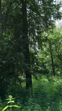 Gündüz vakti ağaçlı yeşil bir ormanın dikey videosu, yavaş çekim