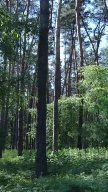 Gündüz vakti ağaçlı yeşil bir ormanın dikey videosu, yavaş çekim