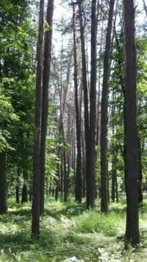 Gündüz vakti ağaçlı yeşil bir ormanın dikey videosu, yavaş çekim