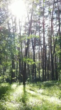 Gündüz vakti ağaçlı yeşil bir ormanın dikey videosu, yavaş çekim