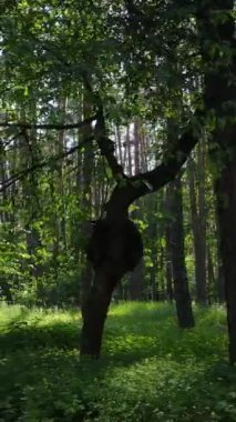 Gündüz vakti ağaçlı yeşil bir ormanın dikey videosu, yavaş çekim