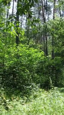 Gündüz vakti ağaçlı yeşil bir ormanın dikey videosu, yavaş çekim