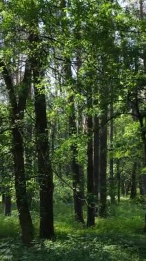 Gündüz vakti ağaçlı yeşil bir ormanın dikey videosu, yavaş çekim
