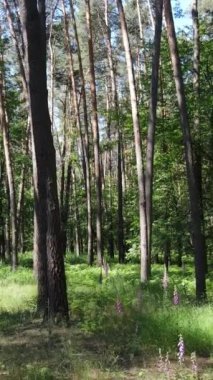 Gündüz vakti ağaçlı yeşil bir ormanın dikey videosu, yavaş çekim