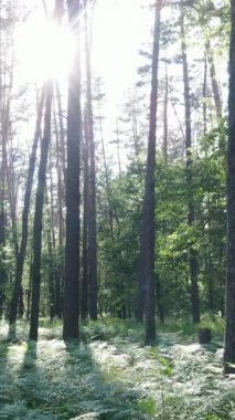 Gündüz vakti ağaçlı yeşil bir ormanın dikey videosu, yavaş çekim