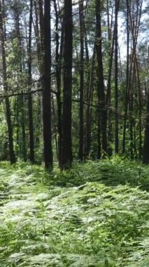 Gündüz vakti ağaçlı yeşil bir ormanın dikey videosu, yavaş çekim