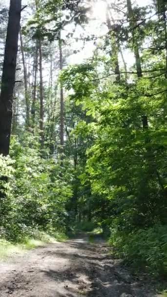 Vídeo vertical de un bosque verde de verano con árboles durante el día, cámara lenta — Vídeo de stock