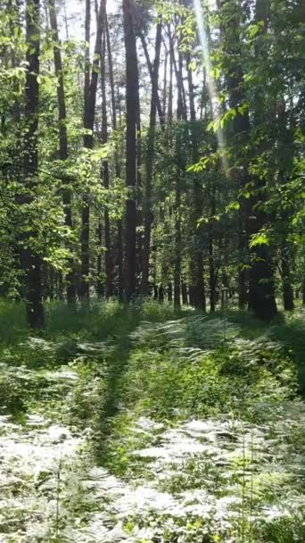 낮 에는 나무들이 있고, 낮 에는 천천히 움직 이는 여름의 푸른 숲을 담은 수직 영상 — 비디오