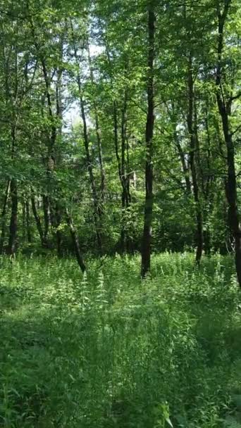 Vídeo vertical de uma floresta verde de verão com árvores durante o dia, câmera lenta — Vídeo de Stock