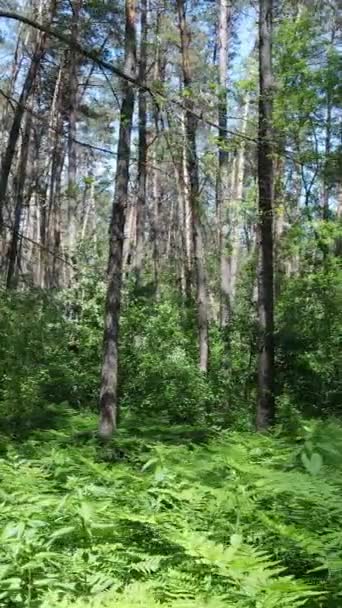 日中は木々と夏の緑の森の垂直ビデオ,スローモーション — ストック動画